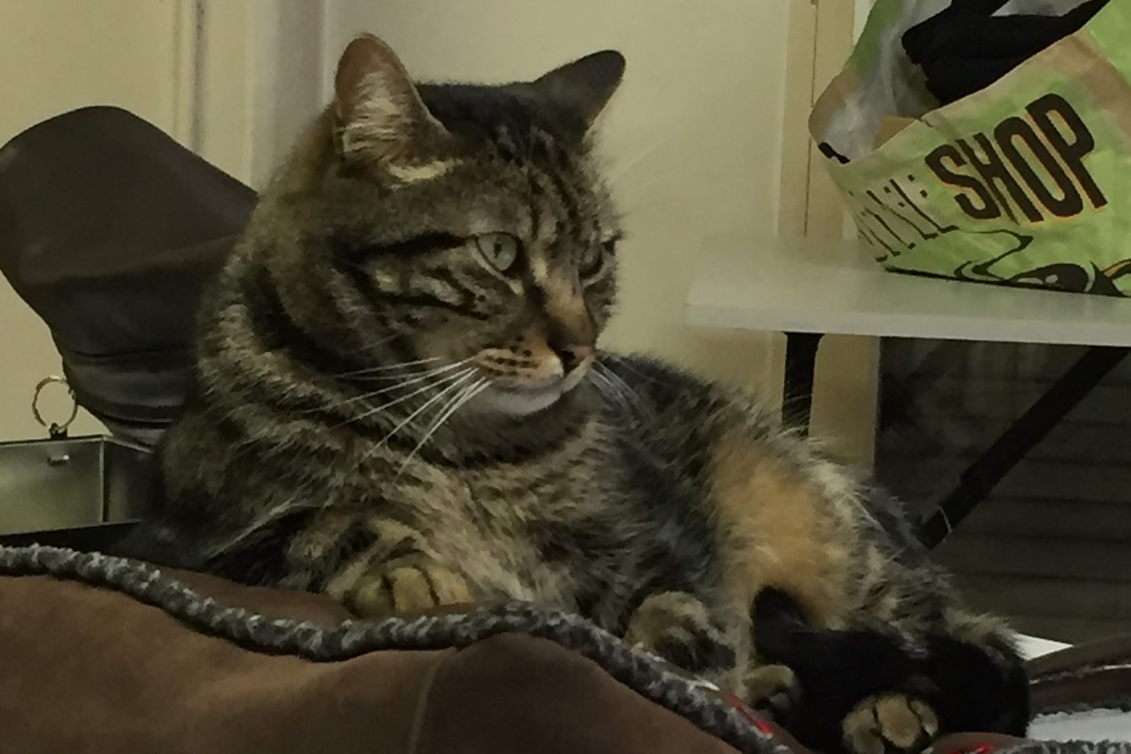 Une nouvelle maison pour le chat